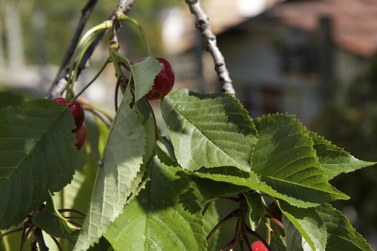 B&B I Carcioni Belgirate Dış mekan fotoğraf
